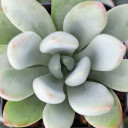 Pachyveria 'Clavata'