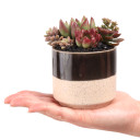 Miguel Pot 3.25" x 2.75" - Scale