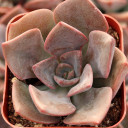 Echeveria 'Phyllis Collis'