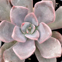 Echeveria 'Phyllis Collis' - December