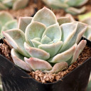 Echeveria rosea