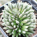 Sinocrassula yunnanensis f. cristata