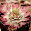 Chick Charms® Butterscotch Baby™