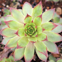 Chick Charms® Pineapple Paradise™ - Young, offseason