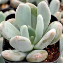Pachyveria 'Powder Puff'