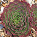 Sempervivum 'Oh My' (Outdoors) - October