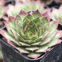 Sempervivum 'Oh My'