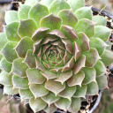 Sempervivum marmoreum f/ Durmitor