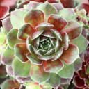 Sempervivum 'Seneca' - June