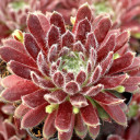 Sempervivum 'Allison' - March