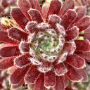 Sempervivum 'Allison' - March