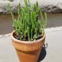 Crassula muscosa - Watch Chain (Mature)