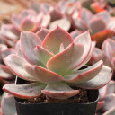 Echeveria 'Hanaikada' - Mountain Crest Gardens