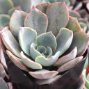 Echeveria 'Morning Light' - October
