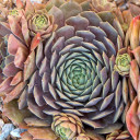 Sempervivum 'Feldmaier' (Outdoors) - August