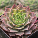 Sempervivum 'Feldmaier'