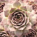 Sempervivum 'Feldmaier' - January