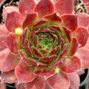 Sempervivum 'Pacific Opal' - March