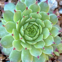 Sempervivum calcareum f/ Mont Ventoux (Outdoors) - May