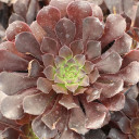 Aeonium arboreum 'Zwartkop'
