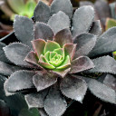 Aeonium arboreum 'Zwartkop' - December
