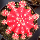 Gymnocalycium mihanovichii - Grafted Moon Cactus [red]