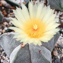 Astrophytum myriostigma - Bishop's Cap