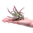 Tillandsia harrisii (burgundy, enhanced)