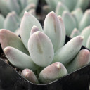 Pachyphytum 'Buster'