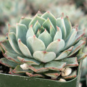 Echeveria 'Heart of Ocean'