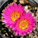 Parodia werneri