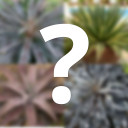 Mystery Mangave [large]