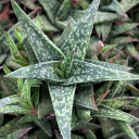 Gasteraloe 'Emmy'