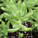 Pachysedum 'Frank Venz'