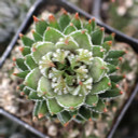 Haworthia reinwardtii f. kaffirdriftensis