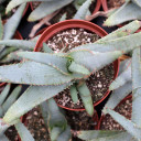 Aloe lineata 'Blue Strap Form'