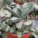 Gasteria 'Green Dragon'
