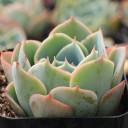 Echeveria 'Blue Alice' - March