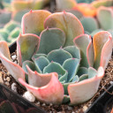 Echeveria 'Lavender Cloud'