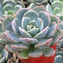 Echeveria 'Iron Claw'
