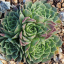 Sempervivum heuffelii 'Mary Ann' (outdoors) - October