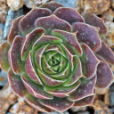 Sempervivum heuffelii 'Mary Ann' (outdoors) - February