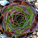 Sempervivum heuffelii 'Douce' (Outdoors) - May