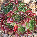 Sempervivum heuffelii 'Douce' (Outdoors) - October