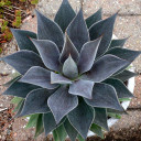 Mangave 'Lavender Lady' PPAF