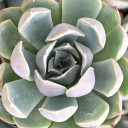 Echeveria 'Tynie Burger'