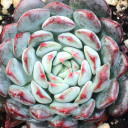 Echeveria minima