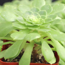 Aeonium 'Jolly Clusters' - side view