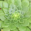 Aeonium 'Jolly Clusters'