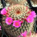 Mammillaria spinosissima - Red-Headed Irishman - Flower